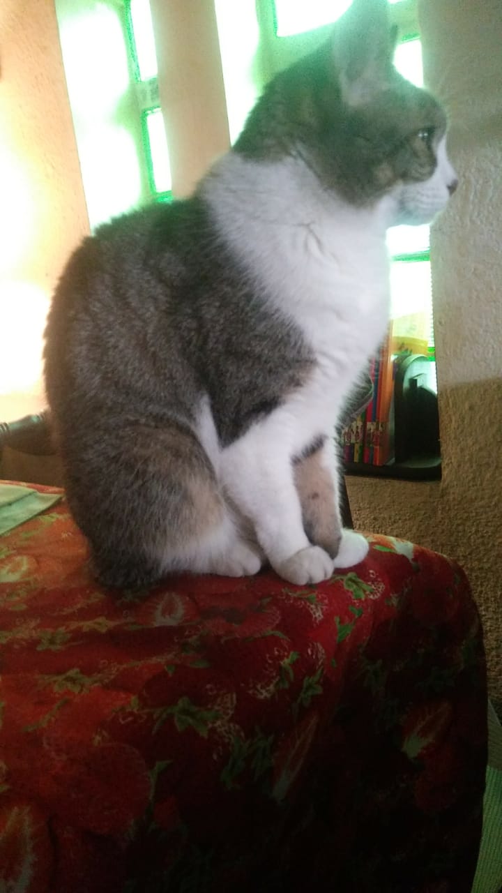 tuni seen from the side sitting on the table with a green glow behind her